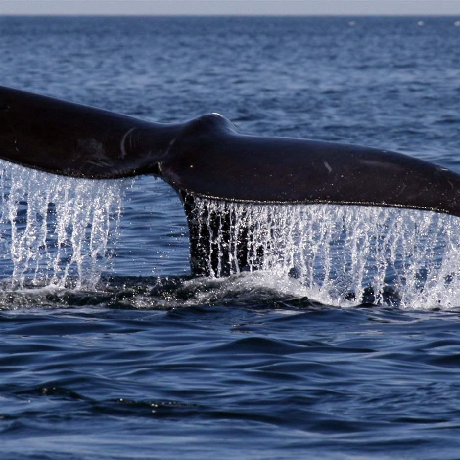 Take Action: Speak Up for Endangered North Atlantic Right Whales!