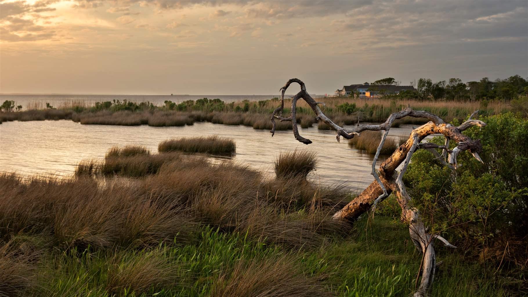 11 Facts About Salt Marshes And Why We Need To Protect Them The Pew 