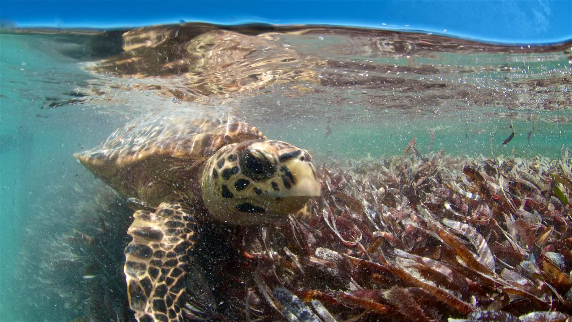 Searching for seagrass on Skye - Project Seagrass