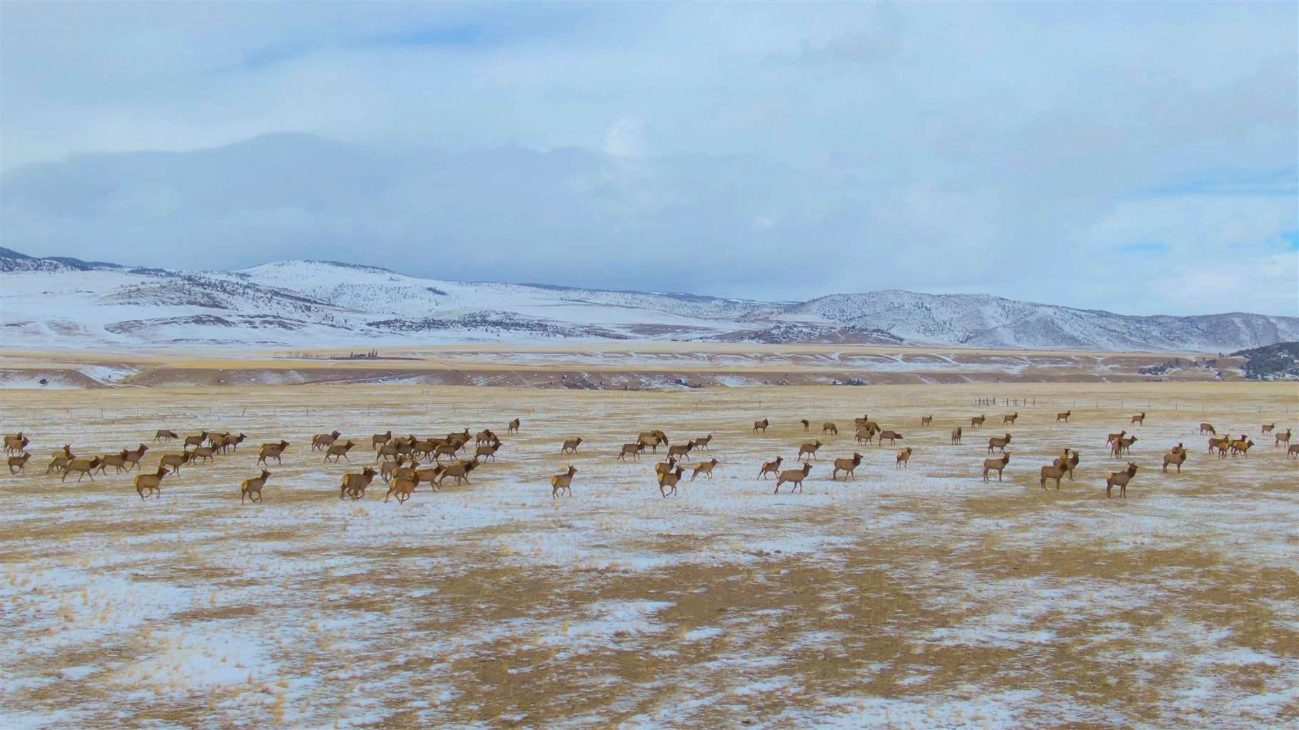 Wildlife Migration in the West | The Pew Charitable Trusts