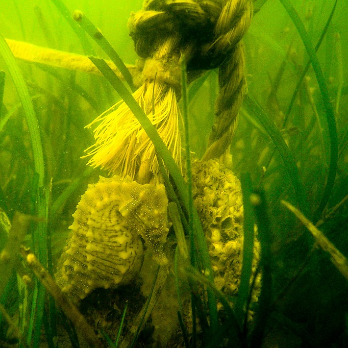 Seagrass Restoration  The Nicholas Institute for Energy, Environment &  Sustainability