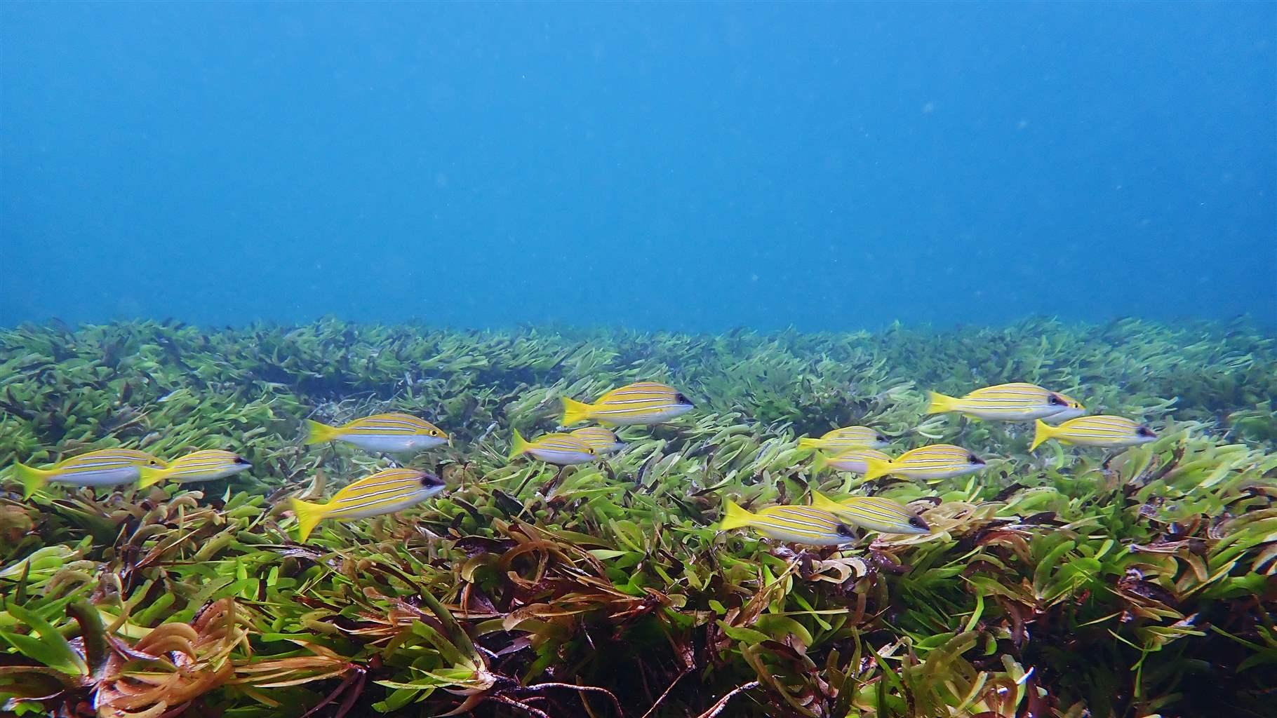 Seychelles Seagrass Research Supports Country's Climate Commitment