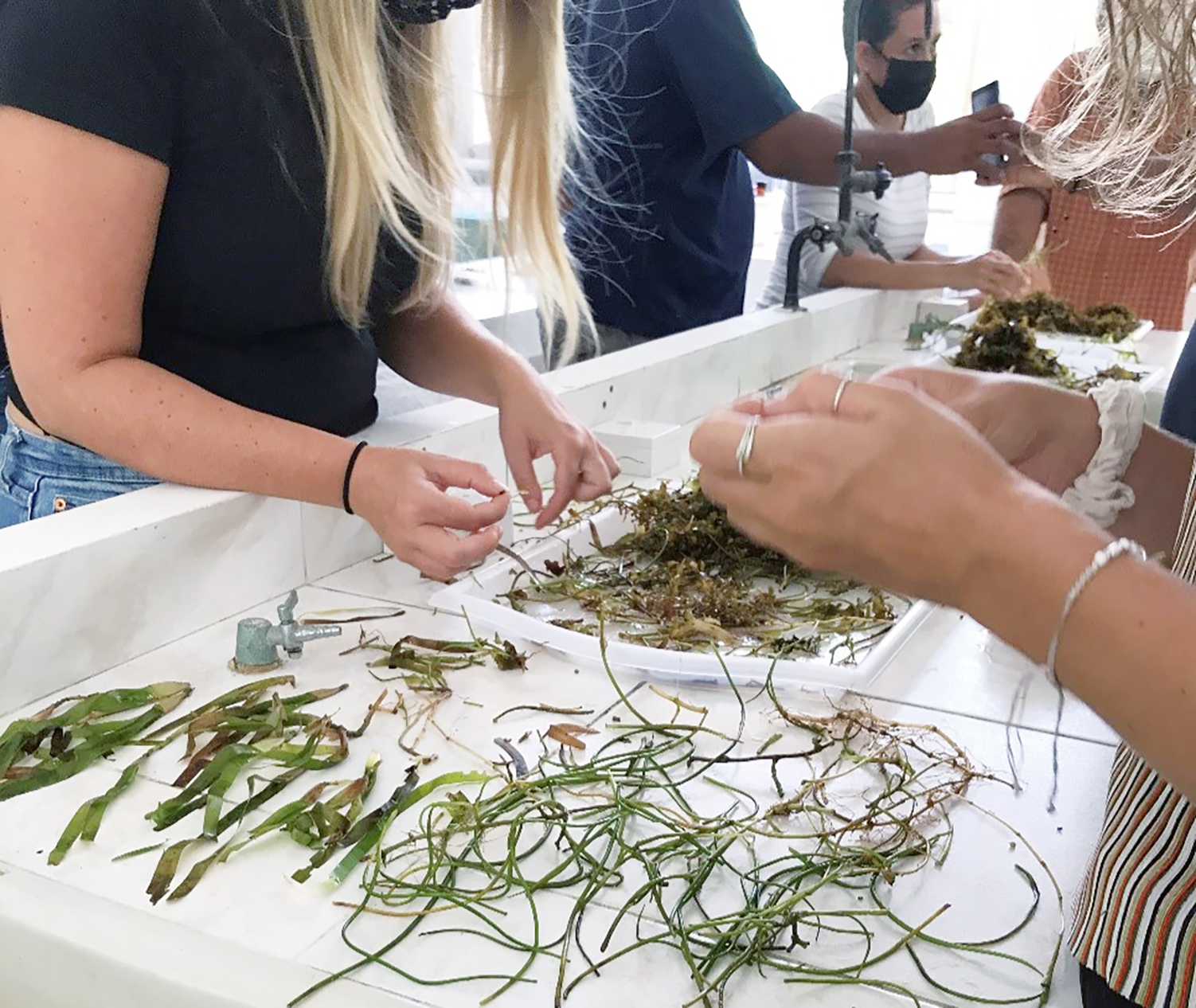 Seychelles Seagrass Research Supports Country's Climate Commitment