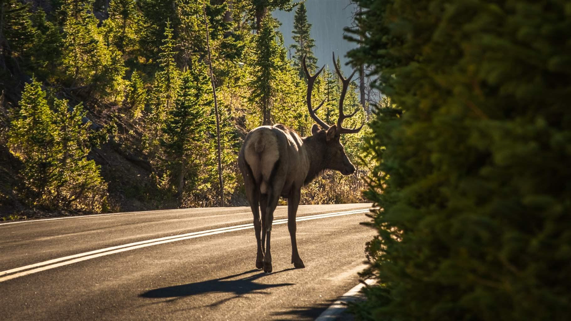 Colorado Bill Would Make Drivers And Wildlife Safer, Save Taxpayers ...