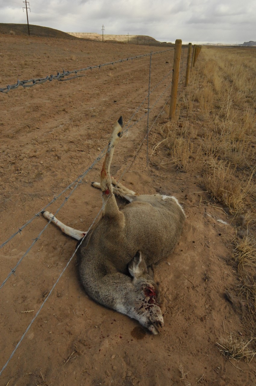 How to Conserve Wildlife Migrations in the American West