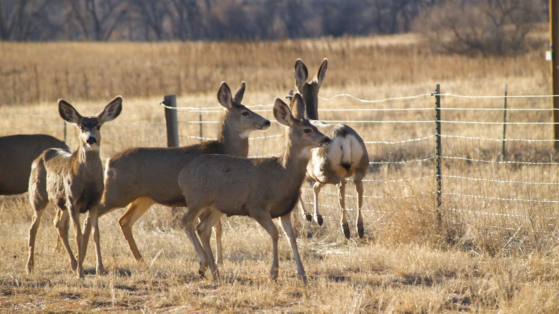 Spending Bill Leaves Wildlife Behind