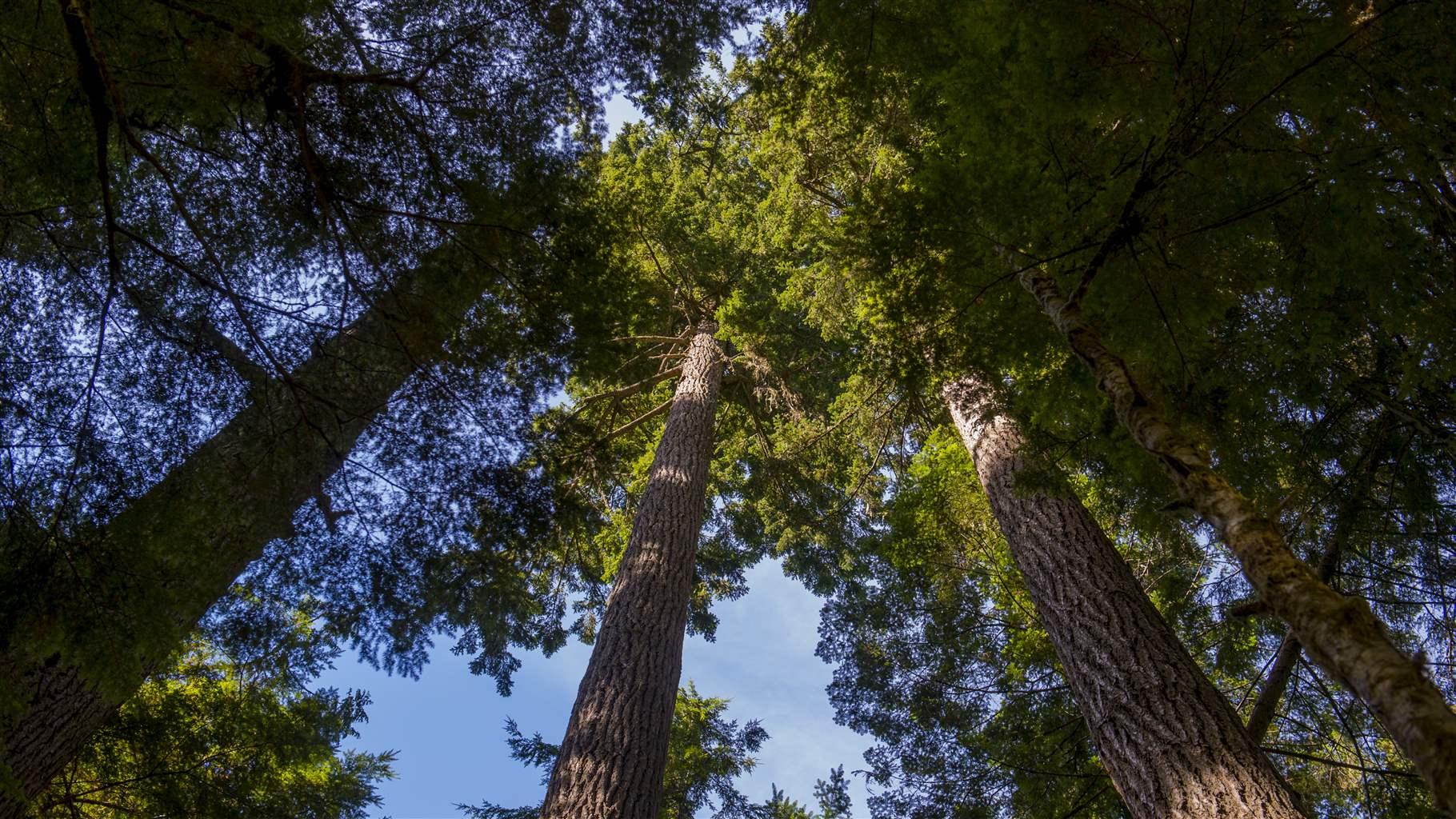 Pew Supports Forest Service Initiative to Conserve Old Growth