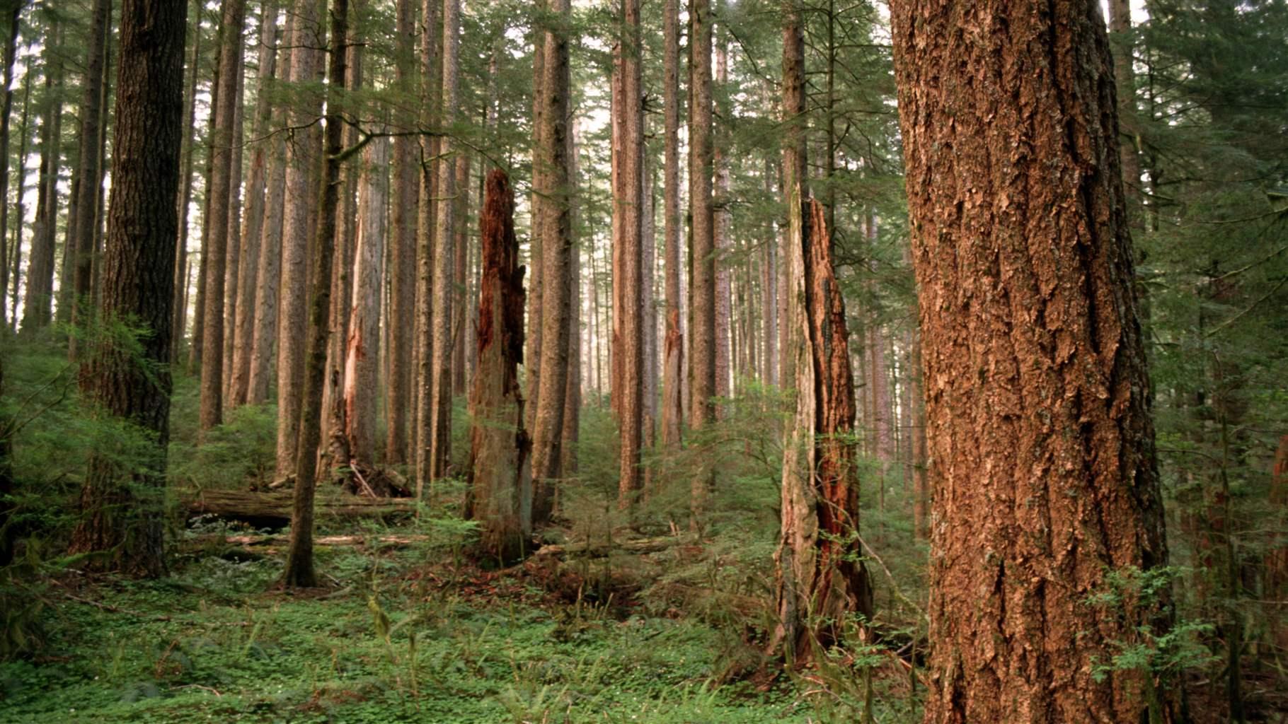 Pew Supports Science Based Update of Northwest Forest Plan The