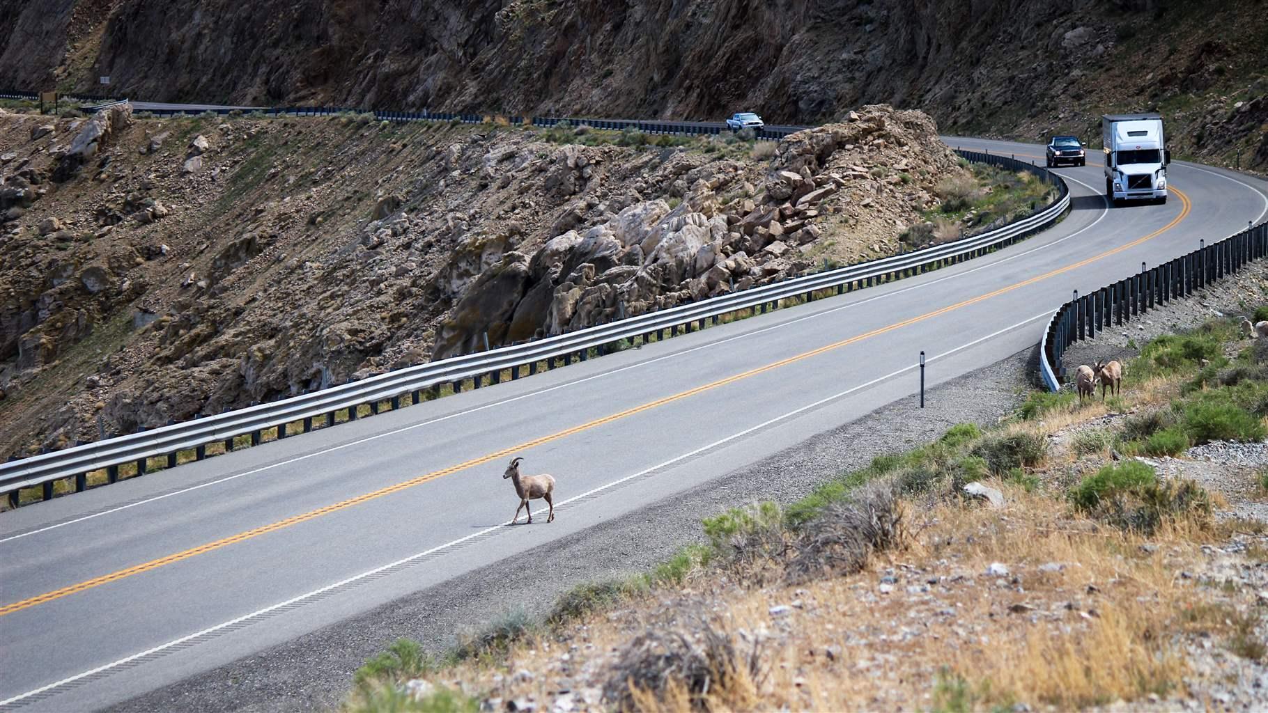 Nevada Should Boost Funding for Wildlife Crossings, Pew Says | The 