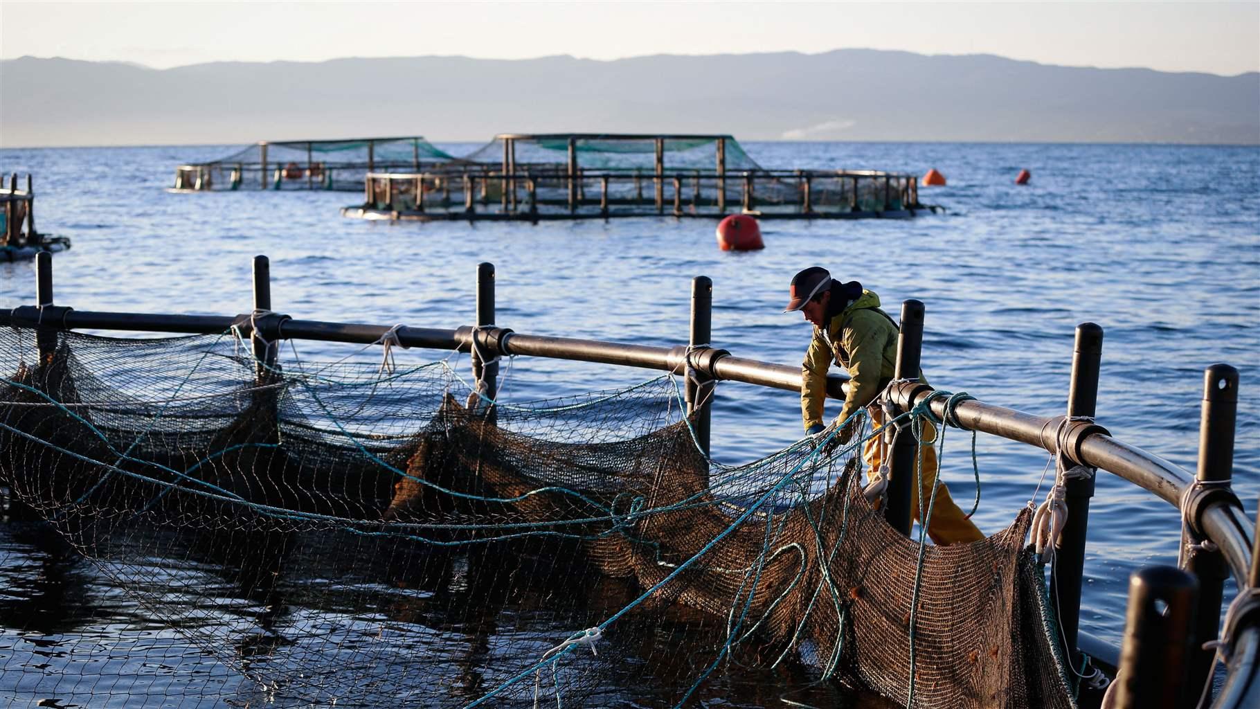 Aquaculture Demand Spurs Need for Better Management of the Wild Fish ...