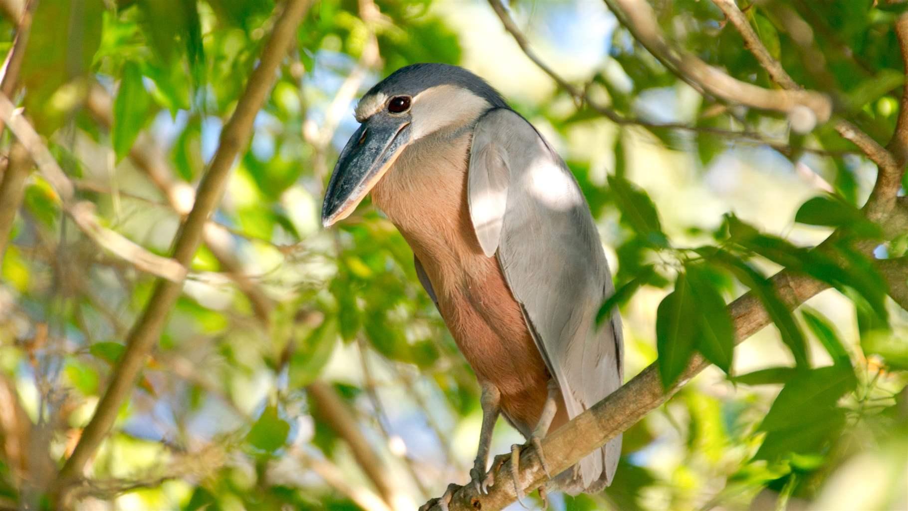 new coalition work on global mangrove efforts