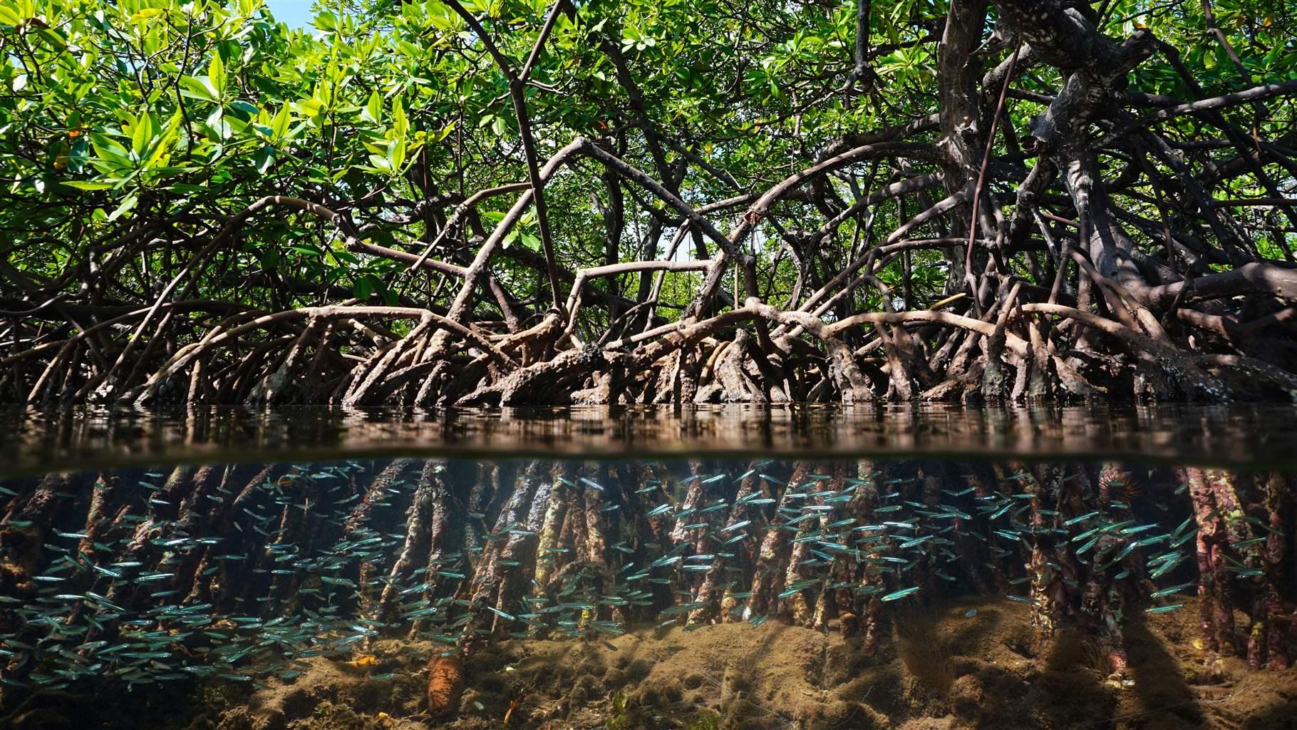 Panama's mangrove carbon stores