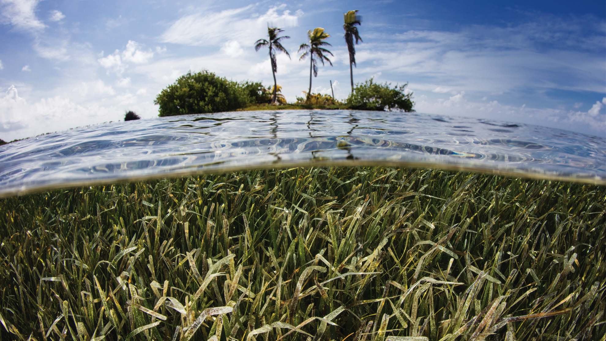 Seagrasses are Vital to Ocean Health | The Pew Charitable Trusts