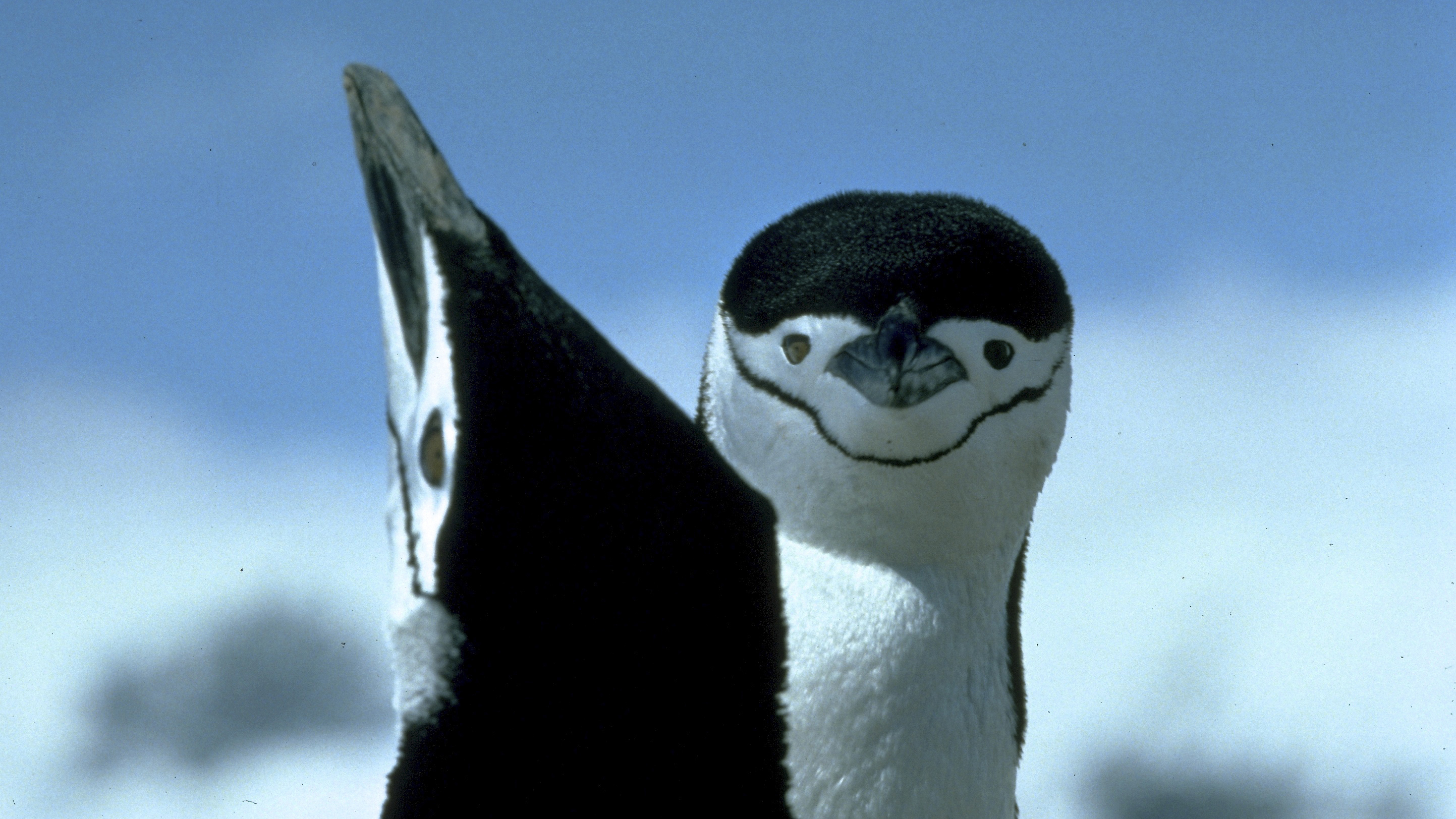 Penguins of the World: Threats and Solutions - The Pew Charitable Trusts