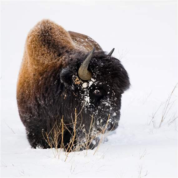 Wood Bison Find New Sanctuary in Canada’s Boreal Forest