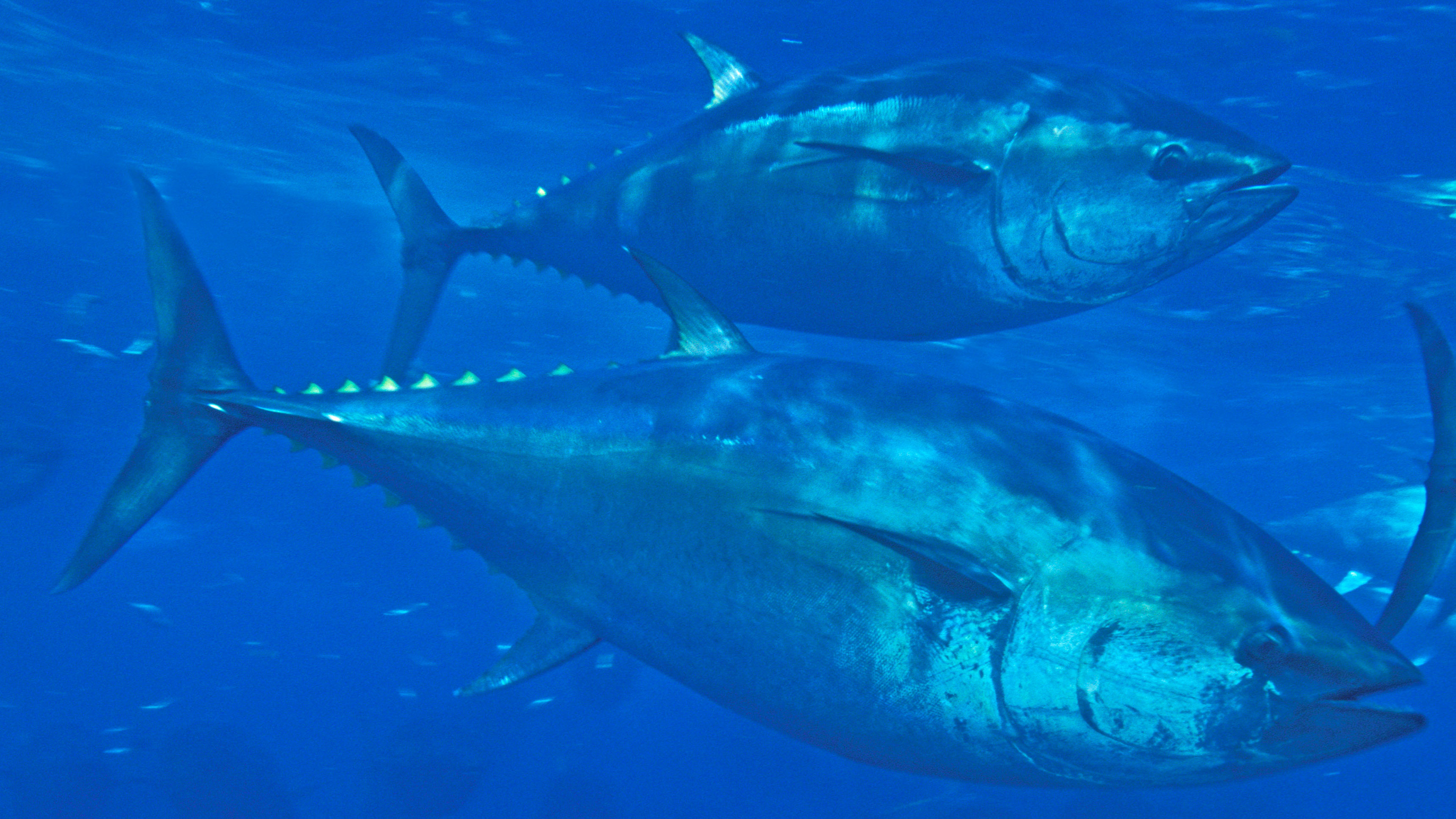 Progress in Online Tracking of Atlantic Bluefin Trade