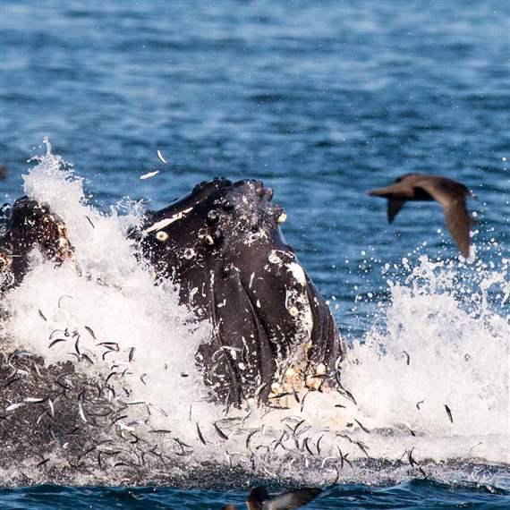 Feeding Frenzy Embedded Assessment