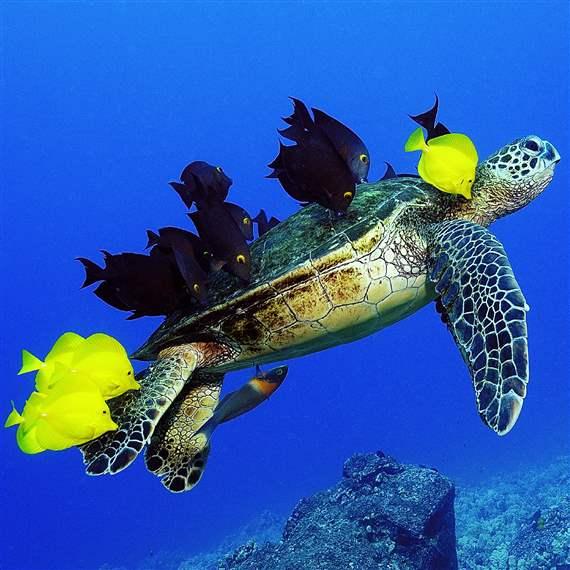 What’s Love Got to Do With Green Sea Turtles and Fish?