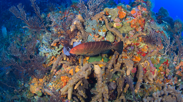 Caribbean Treasures